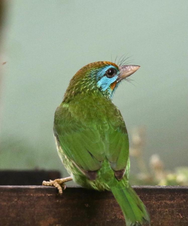 Rainforest Holiday Inn Deniyaya Dış mekan fotoğraf