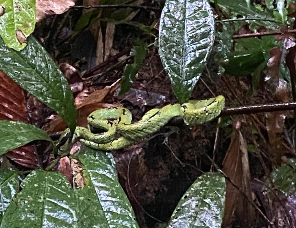Rainforest Holiday Inn Deniyaya Dış mekan fotoğraf