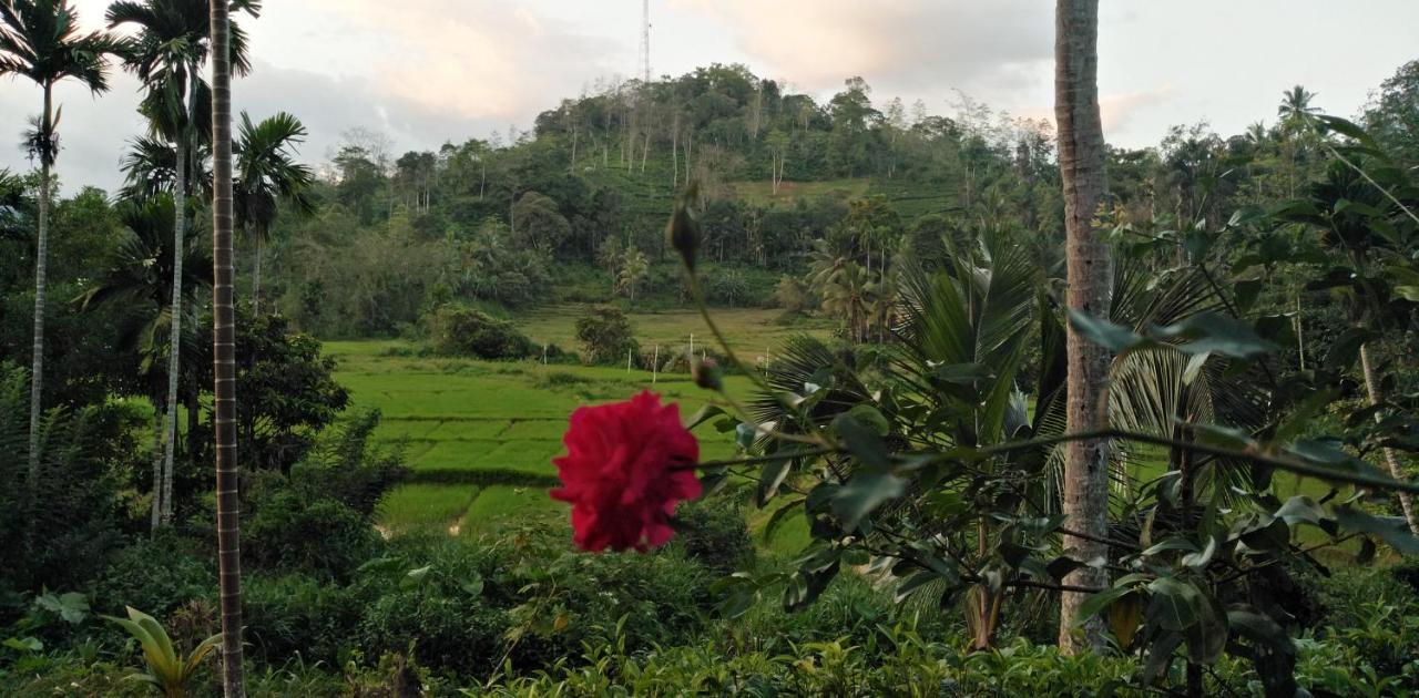 Rainforest Holiday Inn Deniyaya Dış mekan fotoğraf